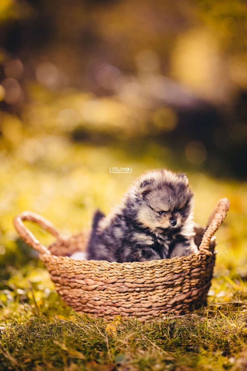 3_Femelle gris loup DISPO 3 .heic