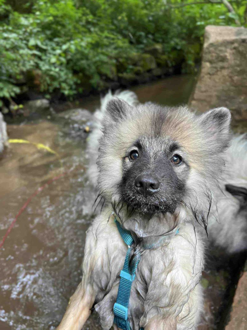 Nos chiots Spitz Loup disponibles — photo 2