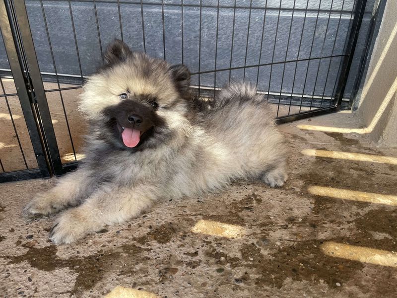 Nos chiots dans leurs familles — photo 2