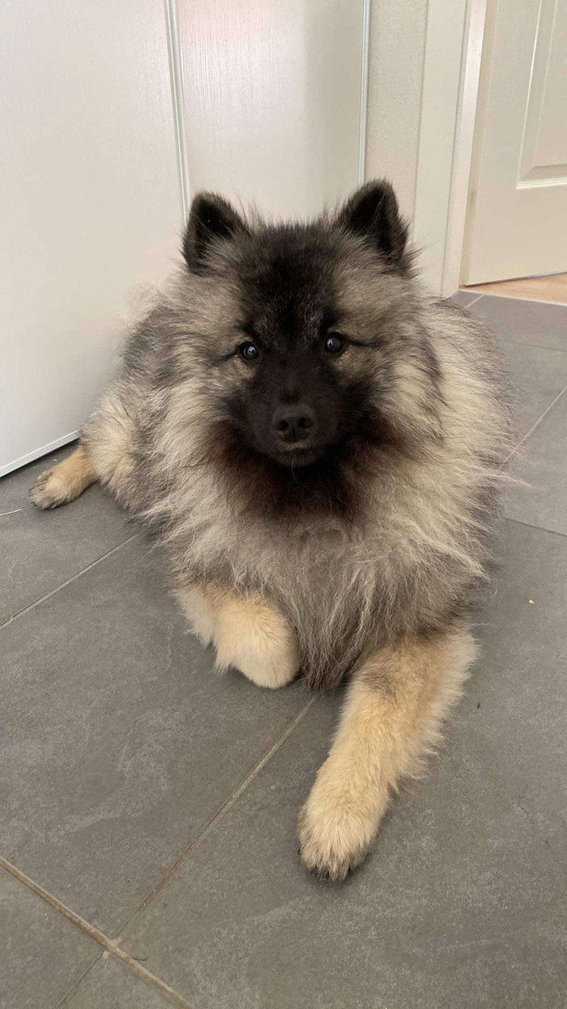 Nos chiots dans leurs familles — photo 3