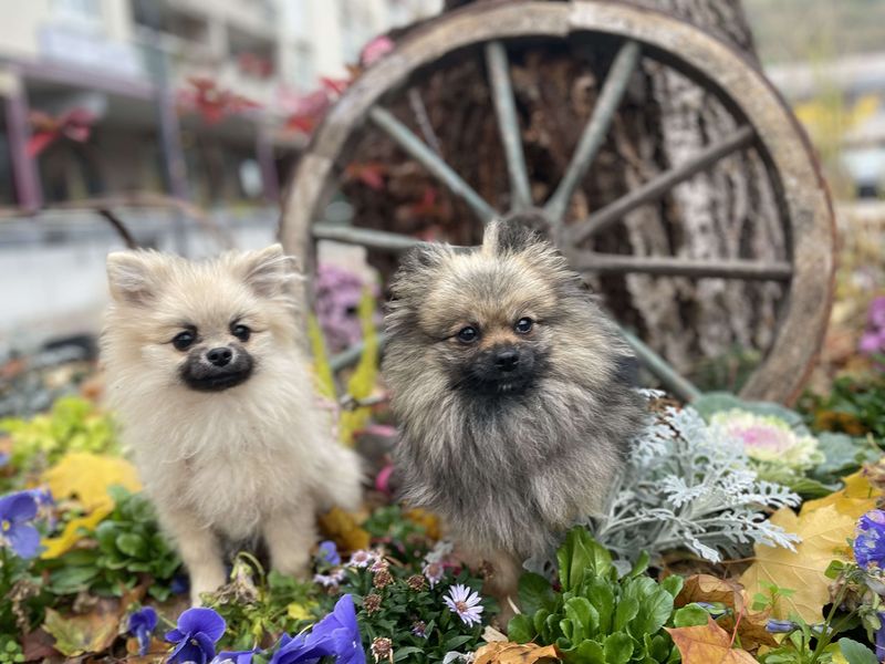 Notre quotidien avec nos chiens — photo 1