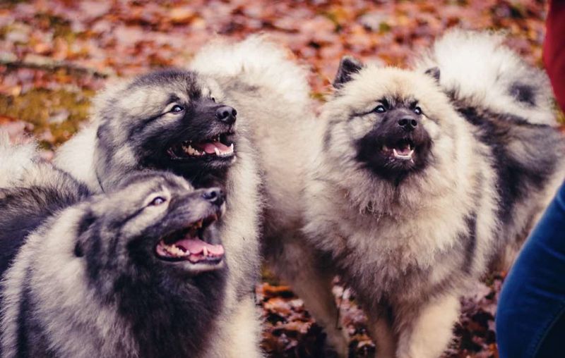 Bienvenue aux Loups de la Vallée Noble