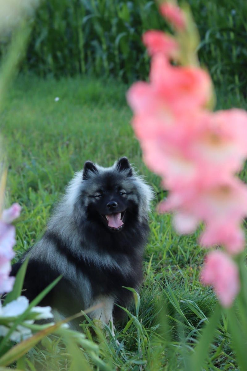 Nos chiots dans leurs familles — photo 1