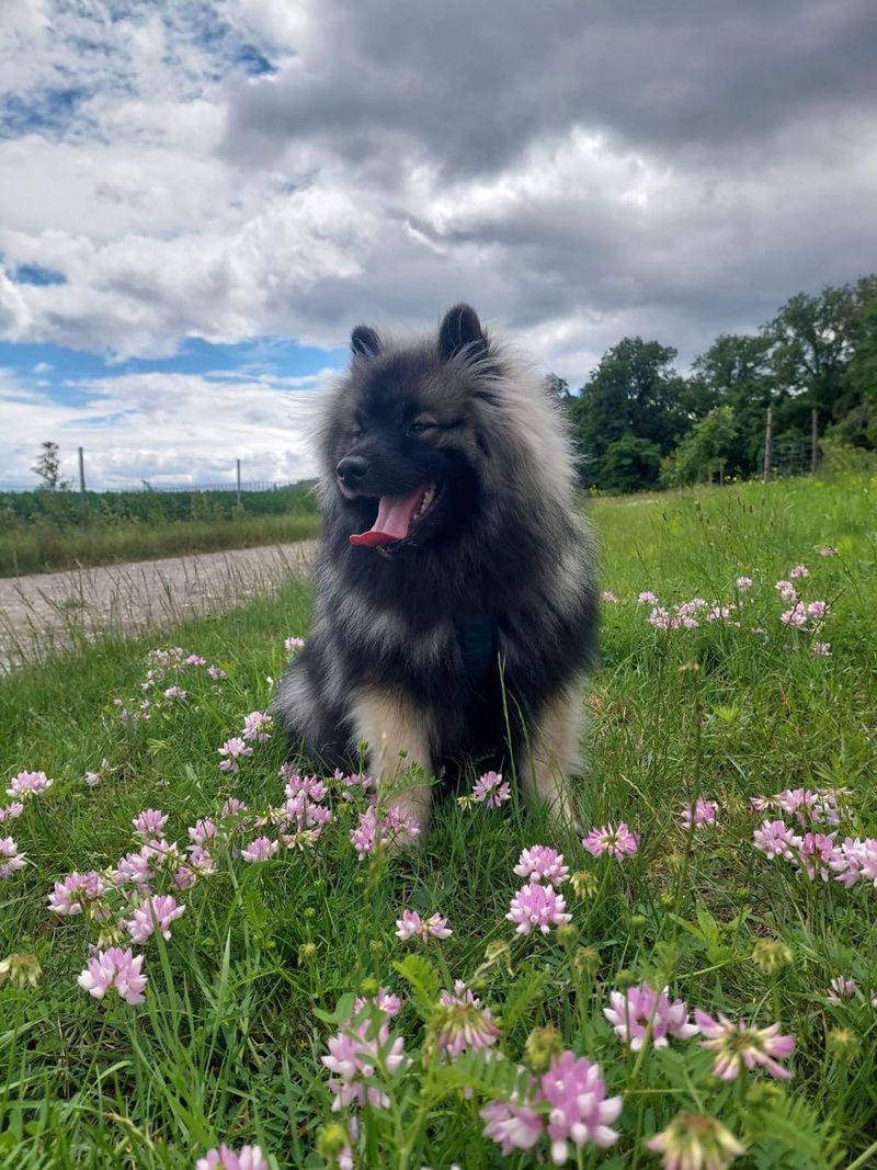 Nos chiots dans leurs familles — photo 1