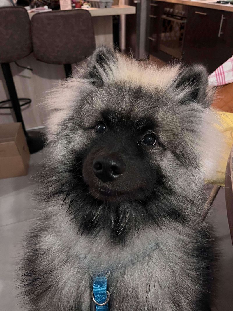 Nos chiots dans leurs familles — photo 2