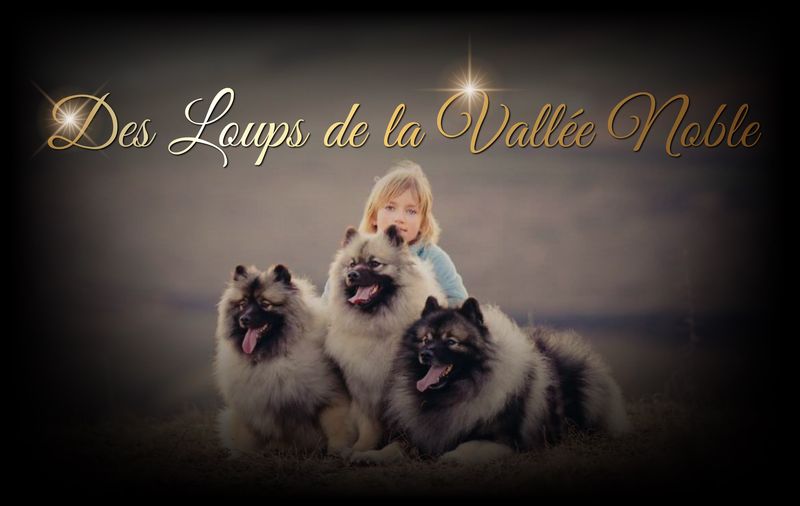 Nos chiens Spitz loup et Spitz Nain