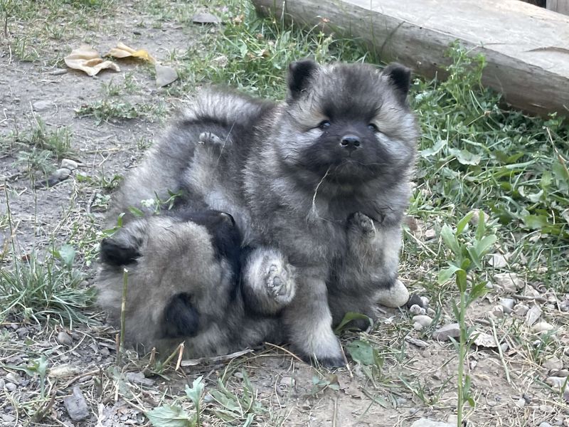 Nos chiots dans leurs familles — photo 1