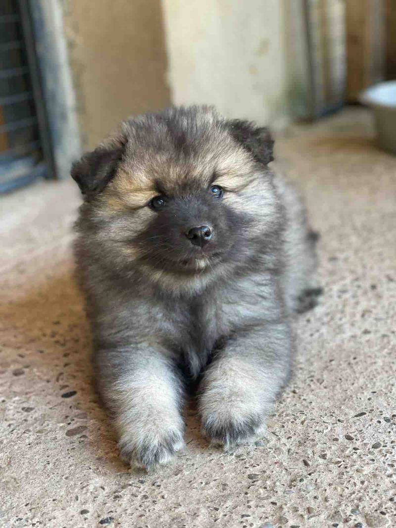 Nos chiots Spitz Loup disponibles — photo 1