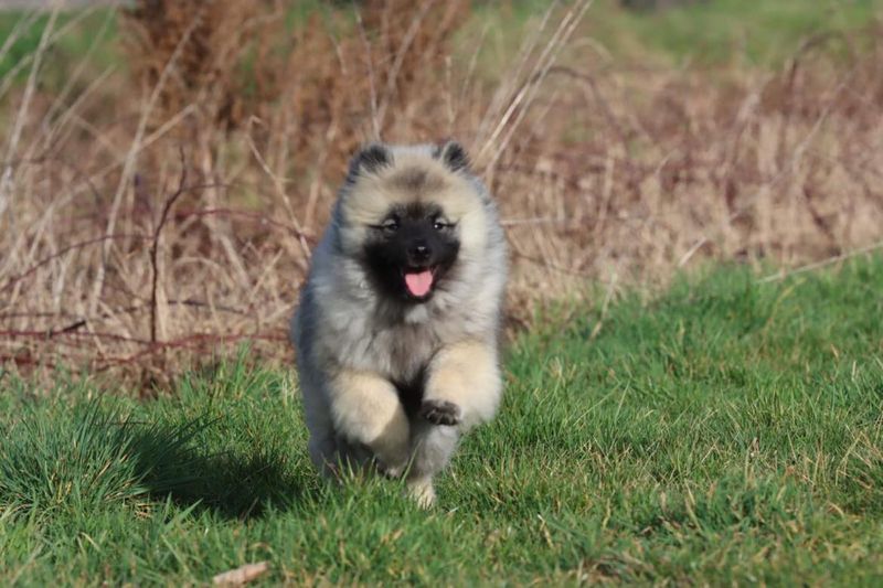 Nos chiots dans leurs familles — photo 2
