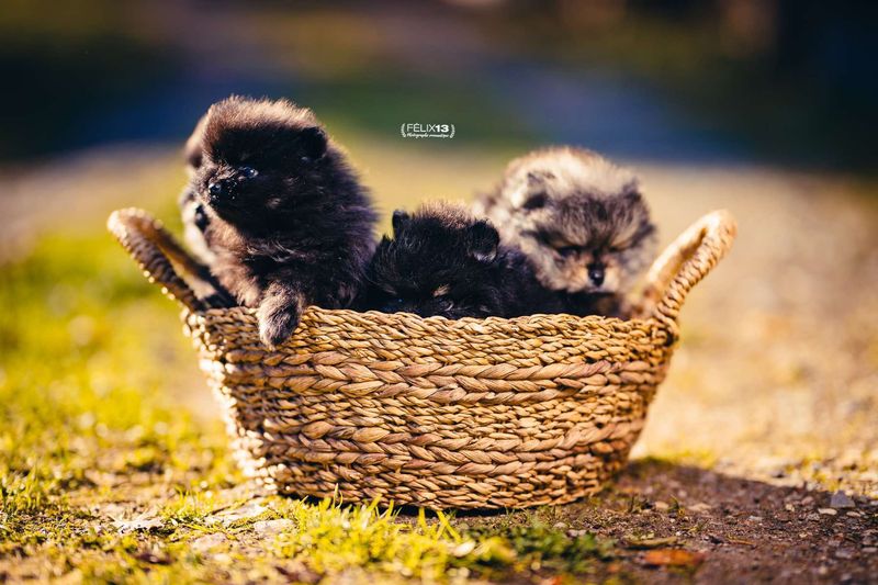 chiots 3.heic