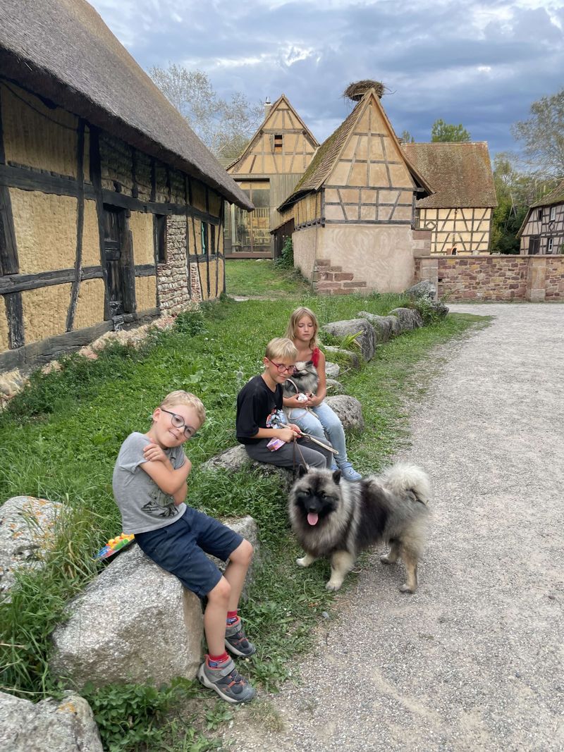 Notre quotidien avec nos chiens — photo 3