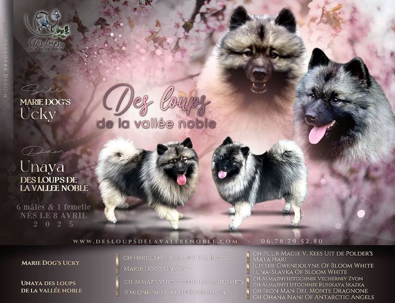 Nos chiots Spitz Loup disponibles