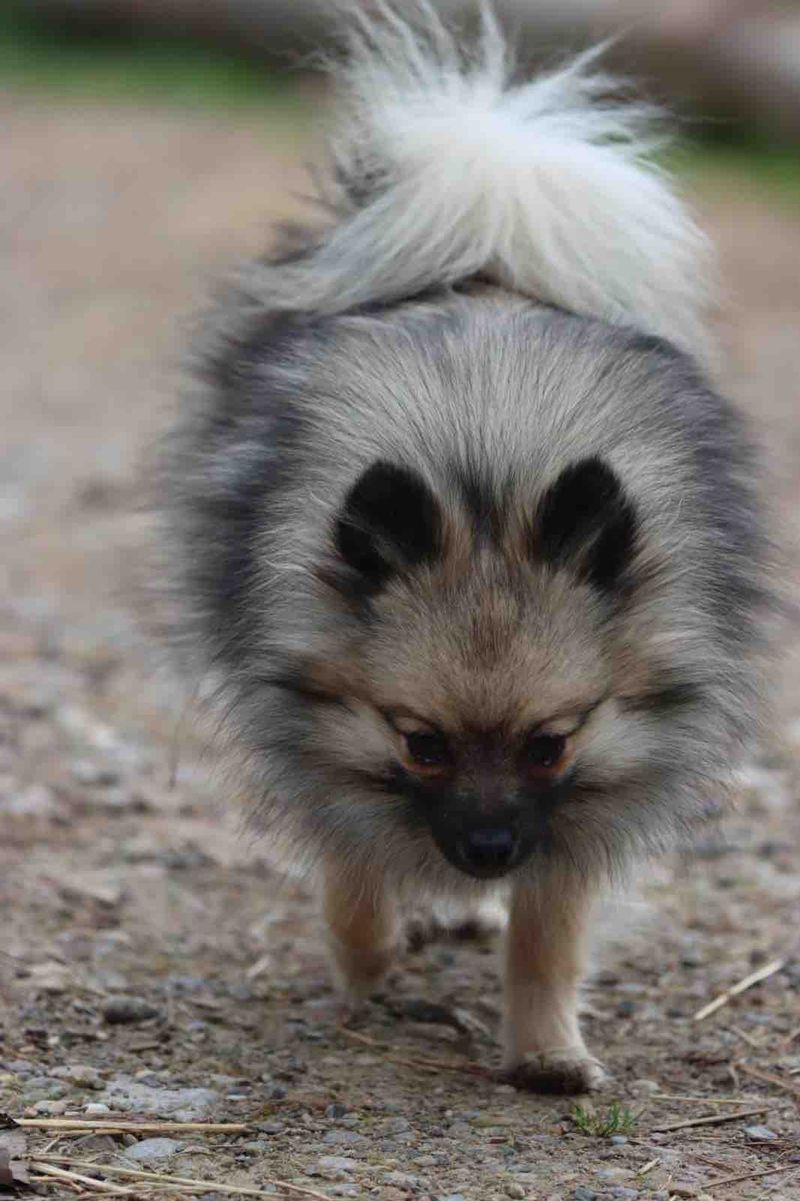 Ultra de l'Ange aux Papillons ( Tika ), reproducteur de l'élevage des Loups de la Vallée Noble