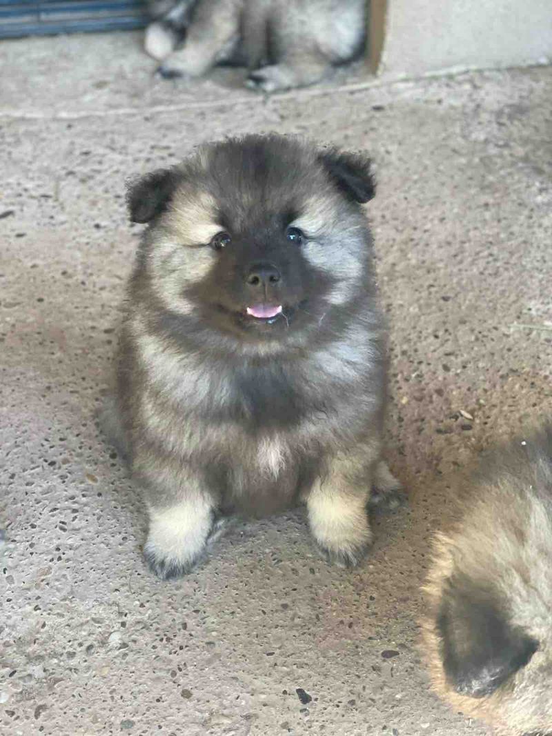 Nos chiots Spitz Loup disponibles — photo 3