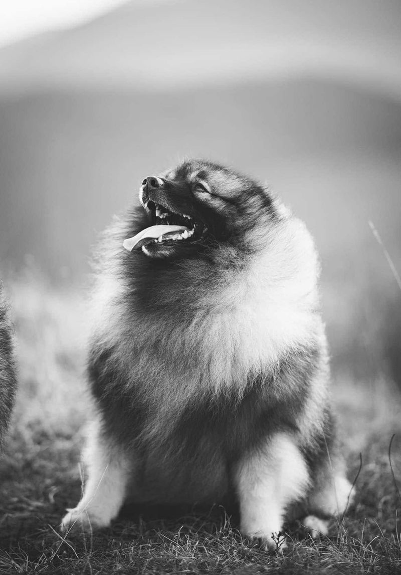Nos chiens — photo 3