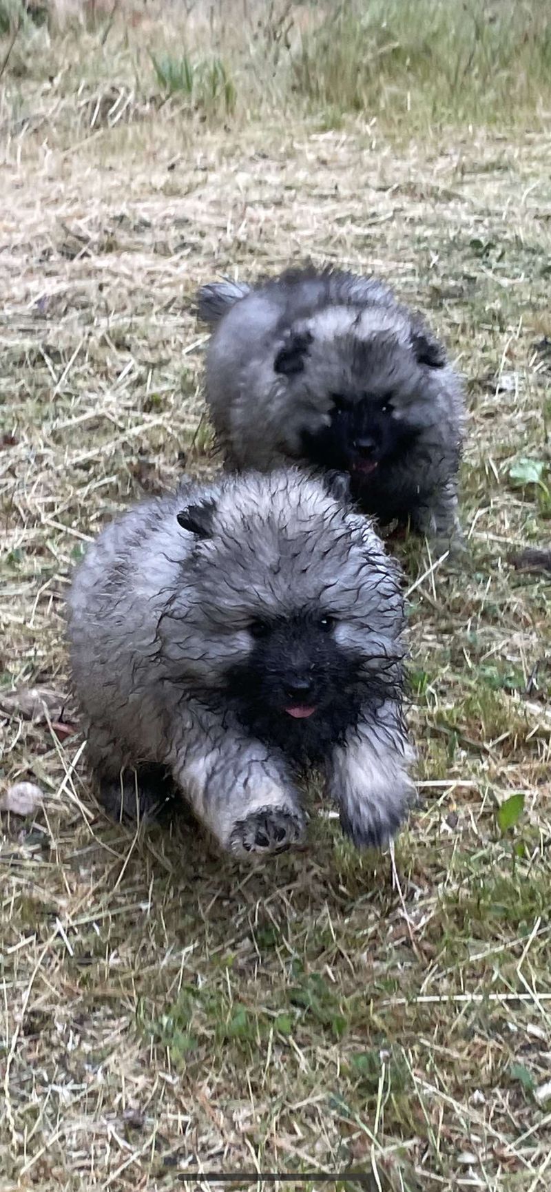 Nos chiots dans leurs familles — photo 2