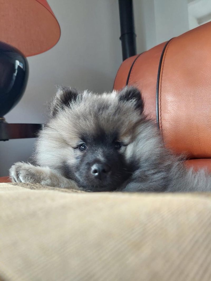 Nos chiots dans leurs familles — photo 2