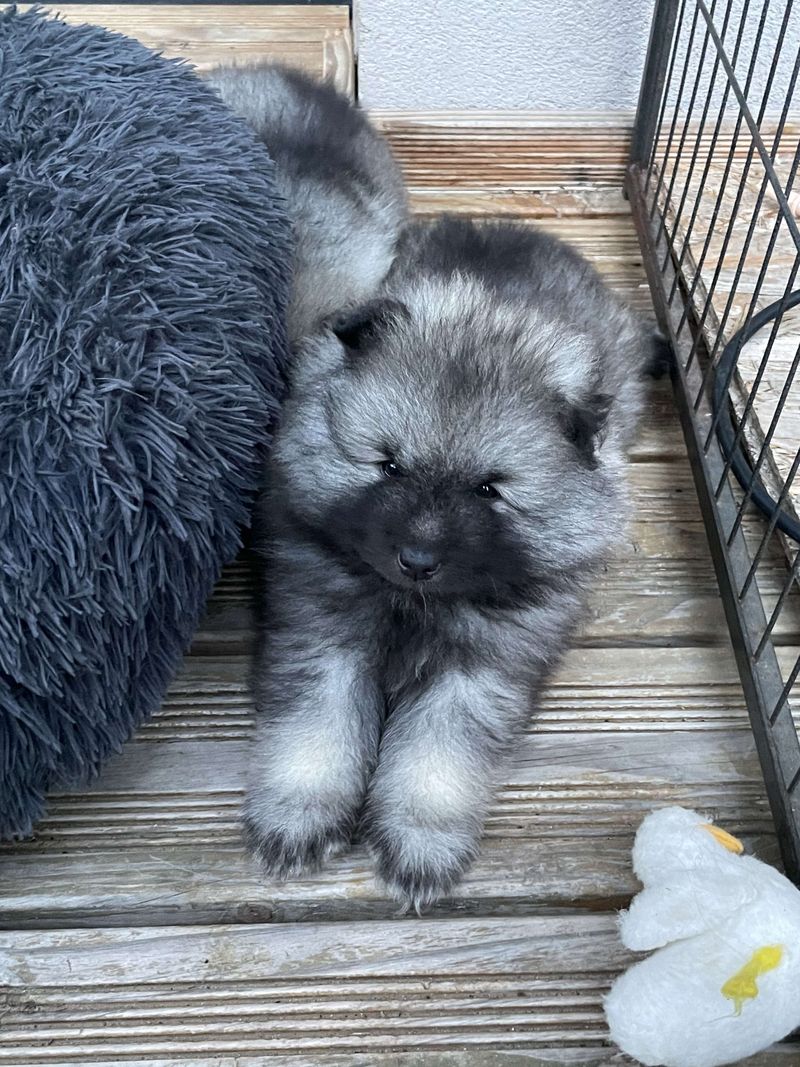 Nos chiots dans leurs familles — photo 1