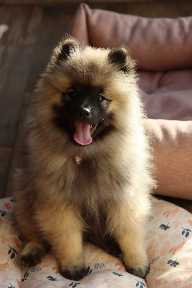 Nos chiots dans leurs familles — photo 2
