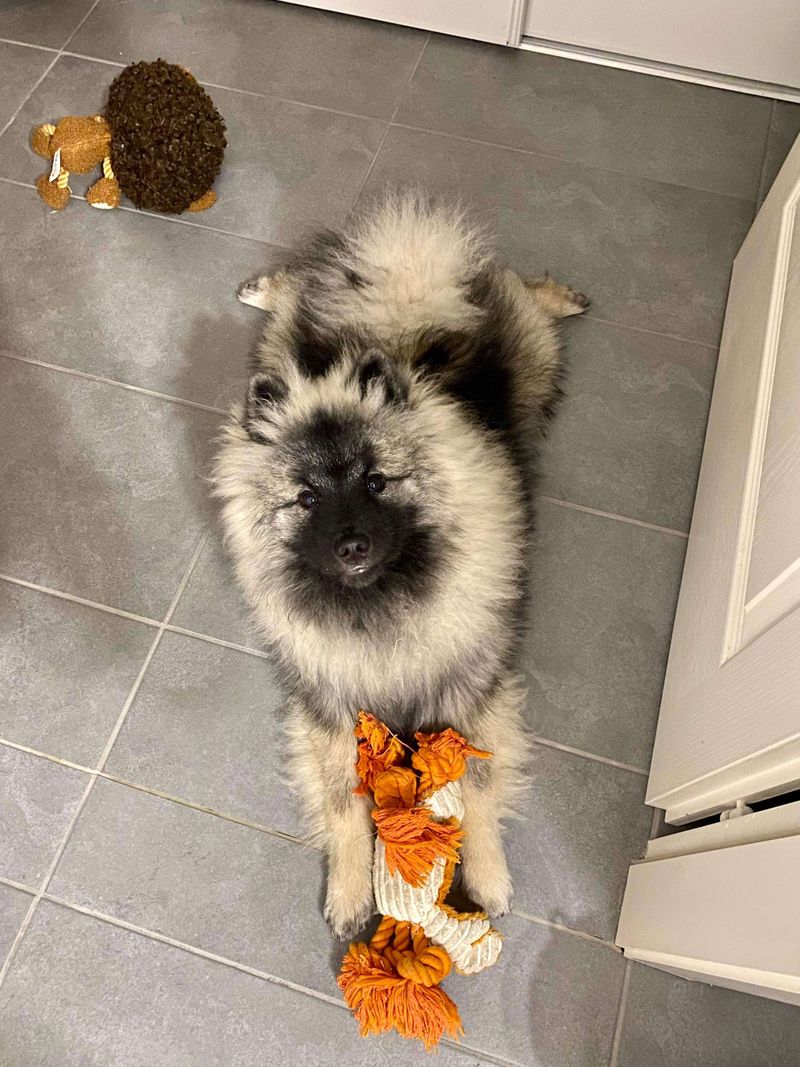 Nos chiots dans leurs familles — photo 3