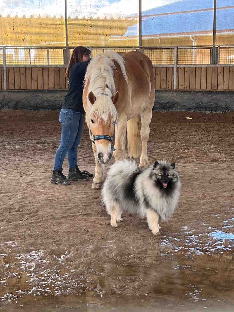 Nos chiots dans leurs familles — photo 1