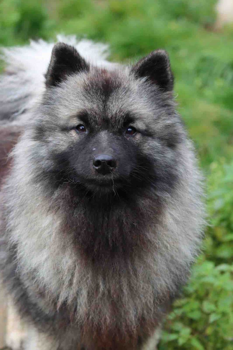Unaya Love des Loups de la Vallee Noble, reproducteur de l'élevage des Loups de la Vallée Noble