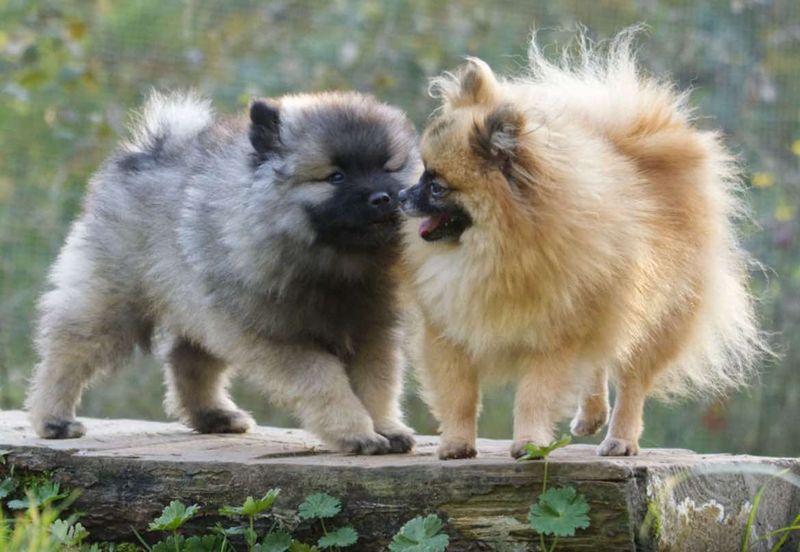 Notre quotidien avec nos chiens — photo 2