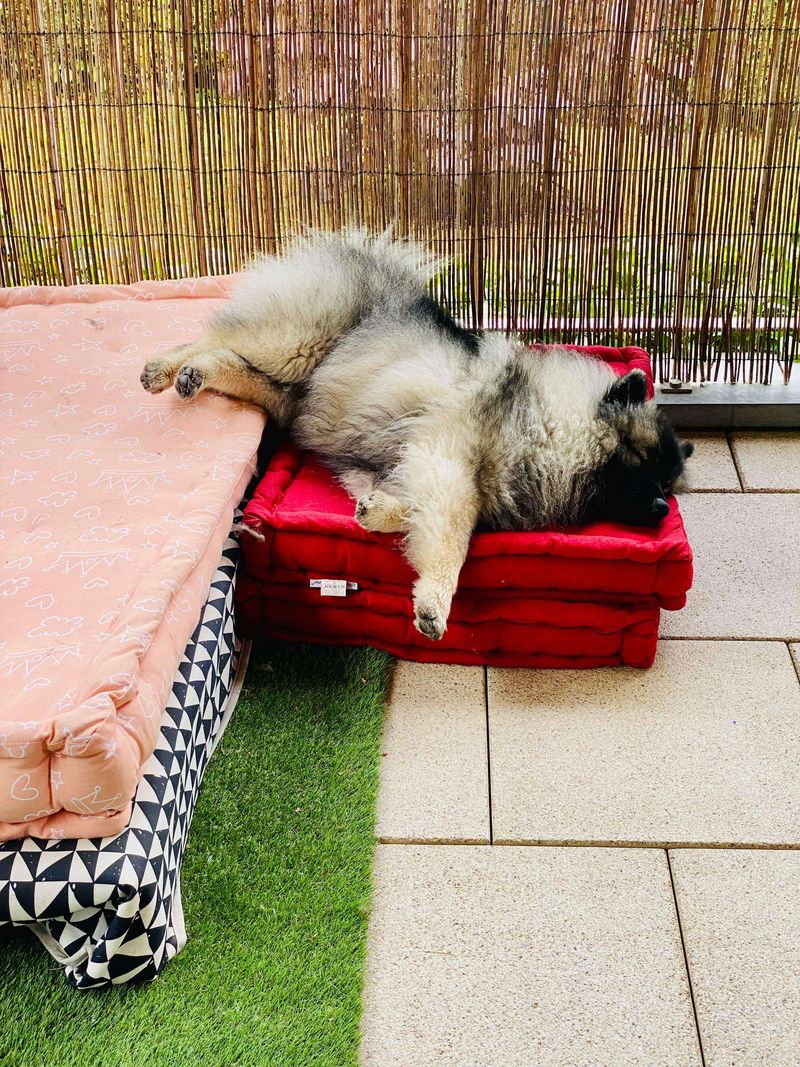 Nos chiots dans leurs familles — photo 1