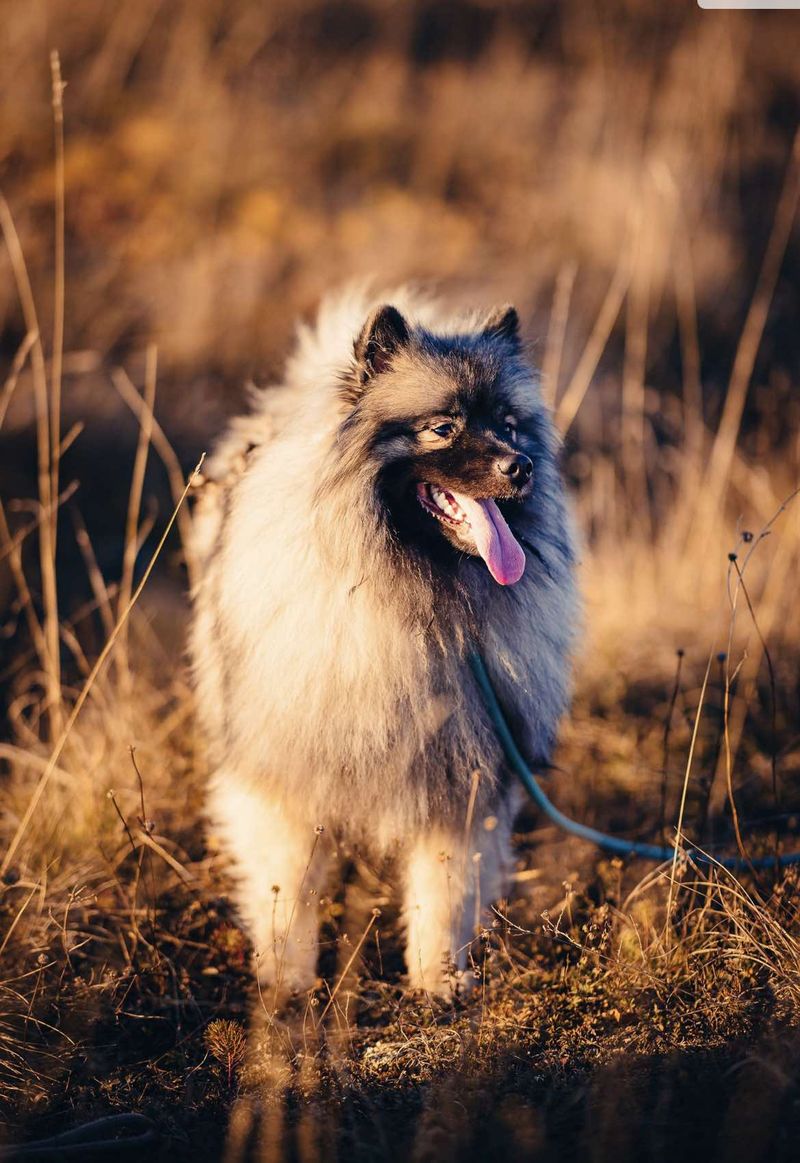 Bienvenue aux Loups de la Vallée Noble
