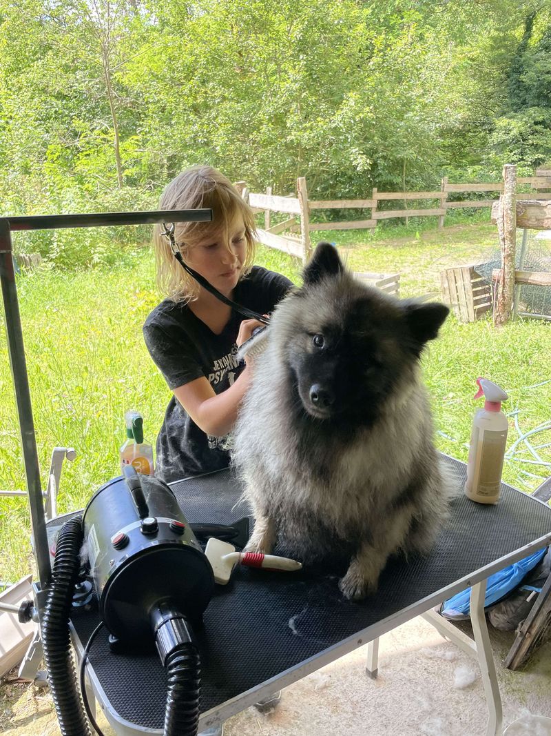 Notre quotidien avec nos chiens — photo 1
