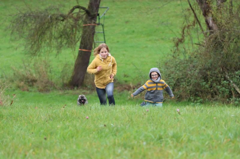 Notre quotidien avec nos chiens — photo 2