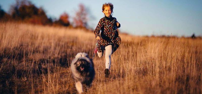 Nos Spitz Loup et Spitz Nain