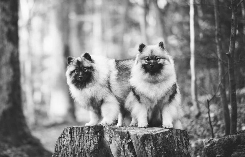 Nos chiens — photo 4